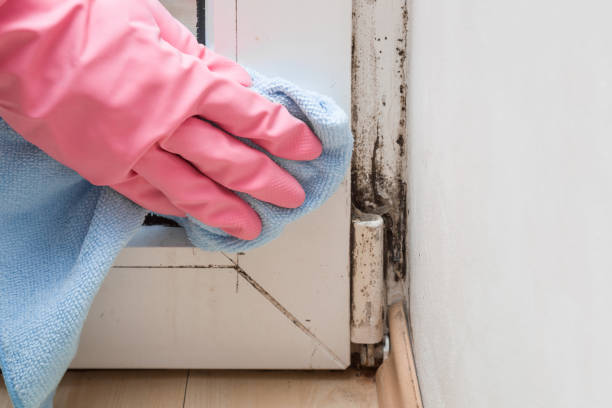 Reliable Los Alamitos, CA Mold Inspection, Removal & Remediation Solutions